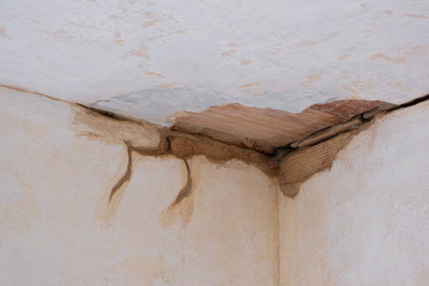 Best Professional water damage repair  in Leadville North, CO