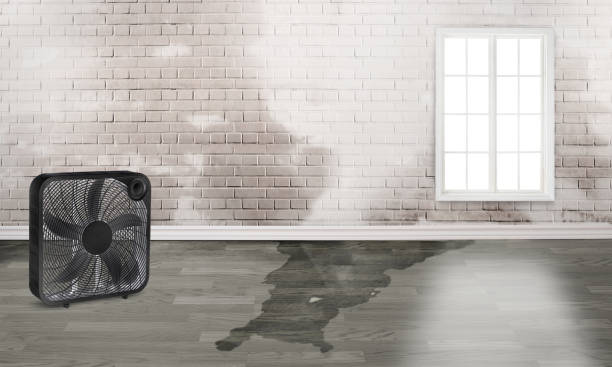 Best Water damage cleanup near me  in Leadville North, CO