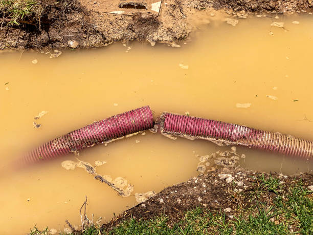 Best Local water damage restoration  in Leadville North, CO
